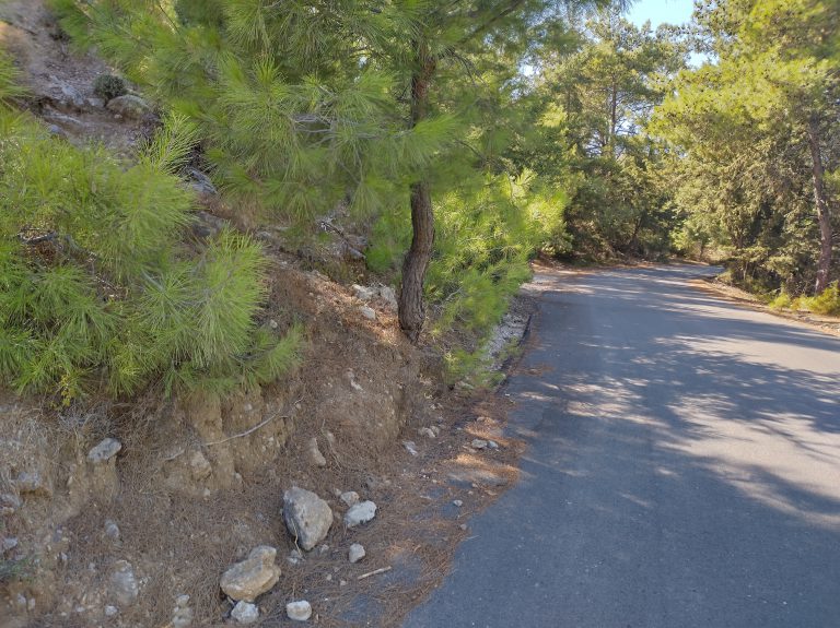 Beautifull pine forest near the villa Odysseus Rhodes