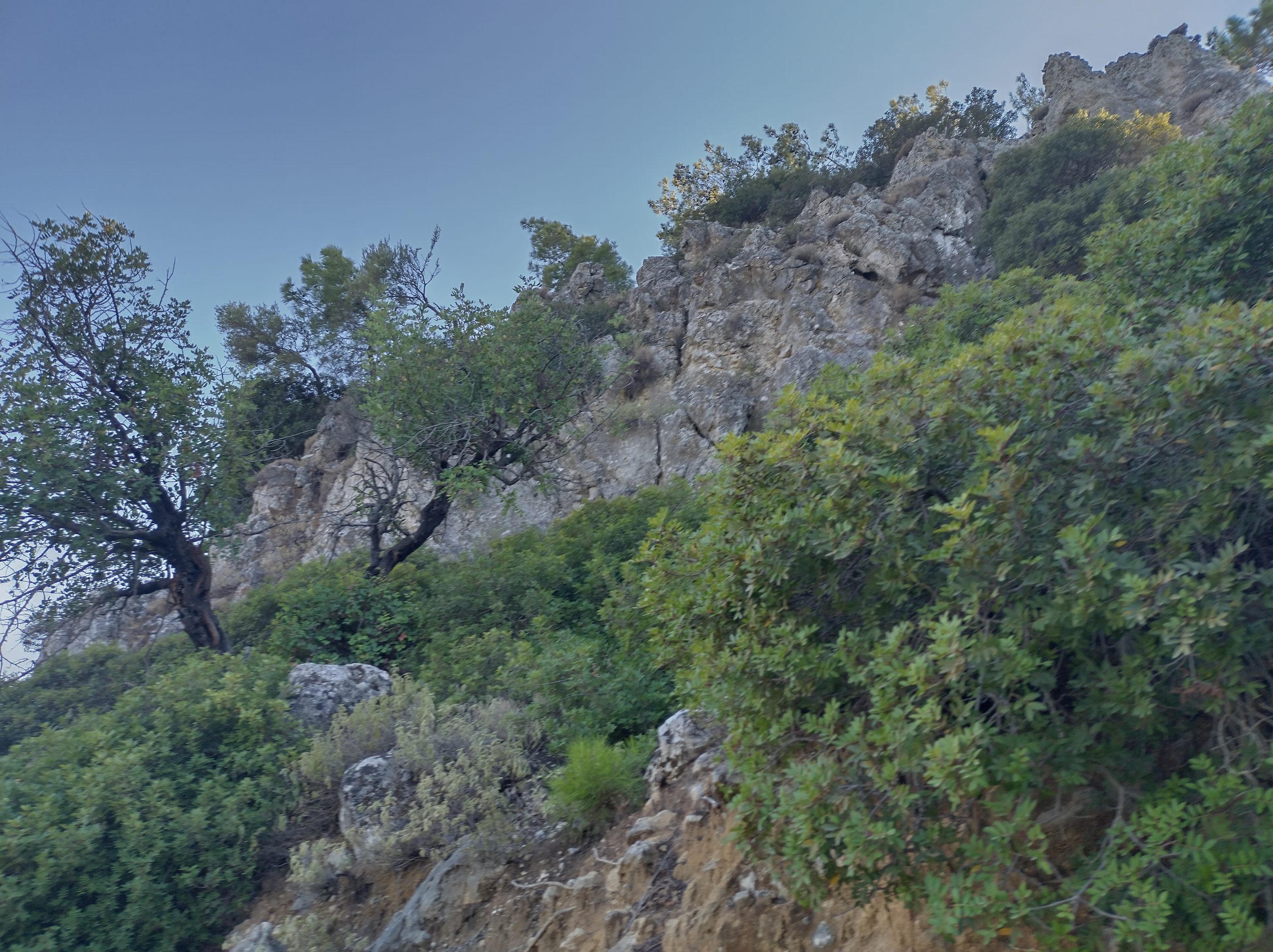 Beautifull pine forest near the villa Odysseus Rhodes