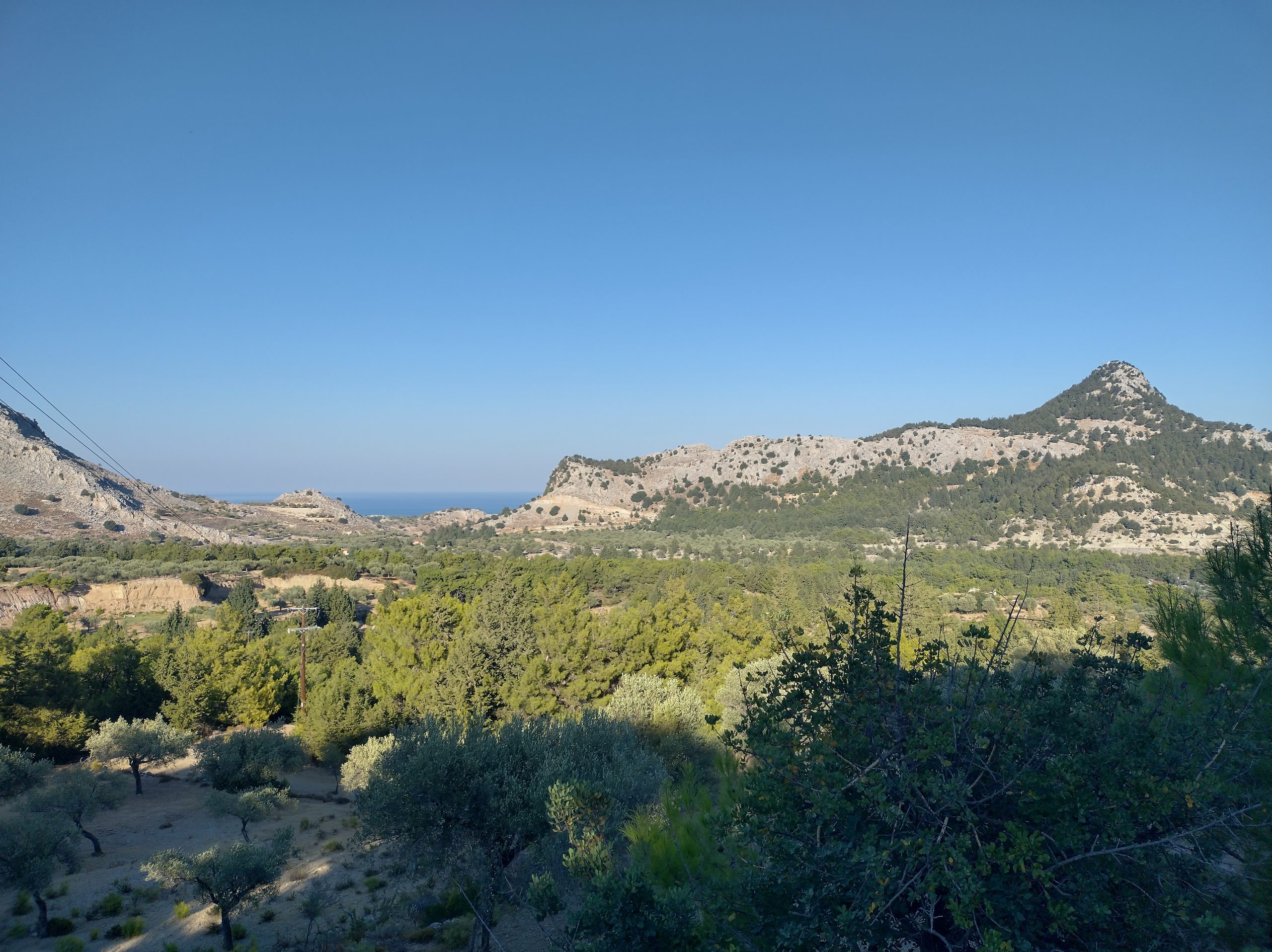 Beautifull pine forest near the villa Odysseus Rhodes