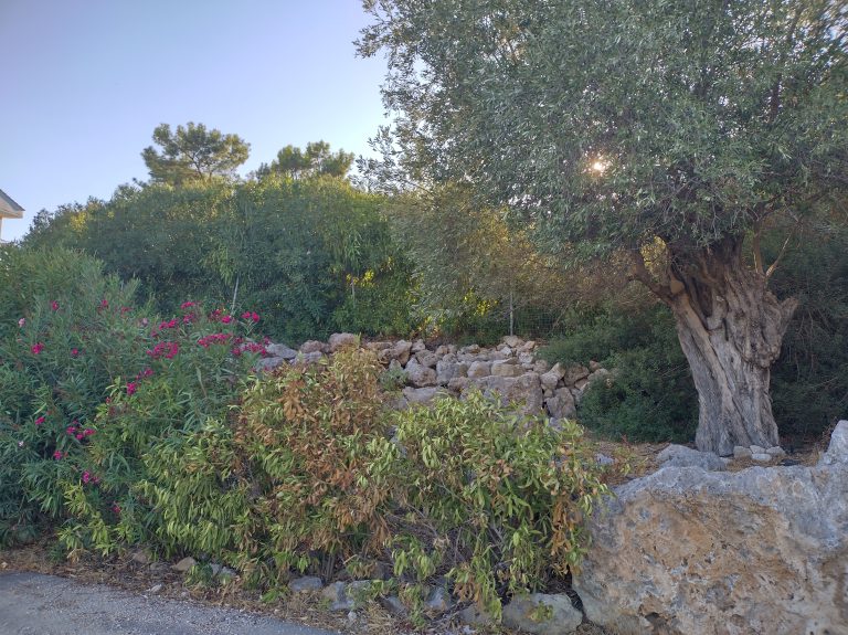 Beautifull pine forest near the villa Odysseus Rhodes