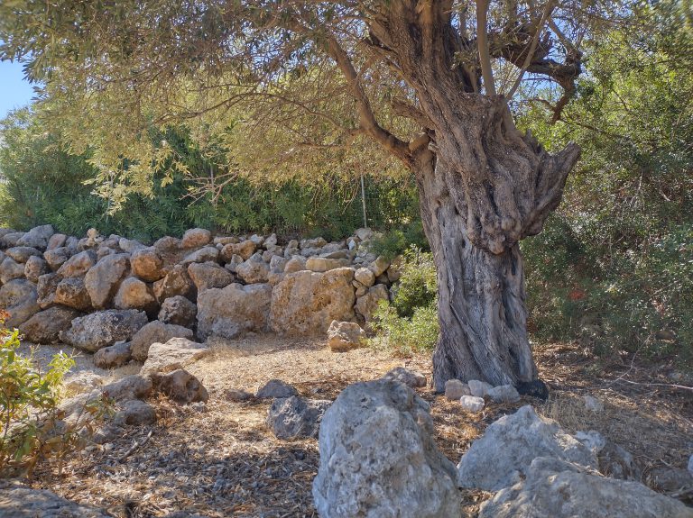 Beautifull pine forest near the villa Odysseus Rhodes