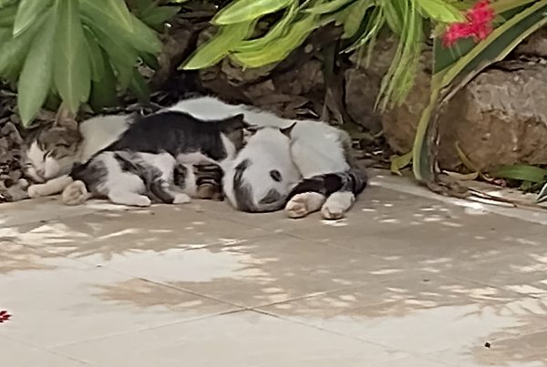 Youn kittens at villa Odydsseus Rhodes