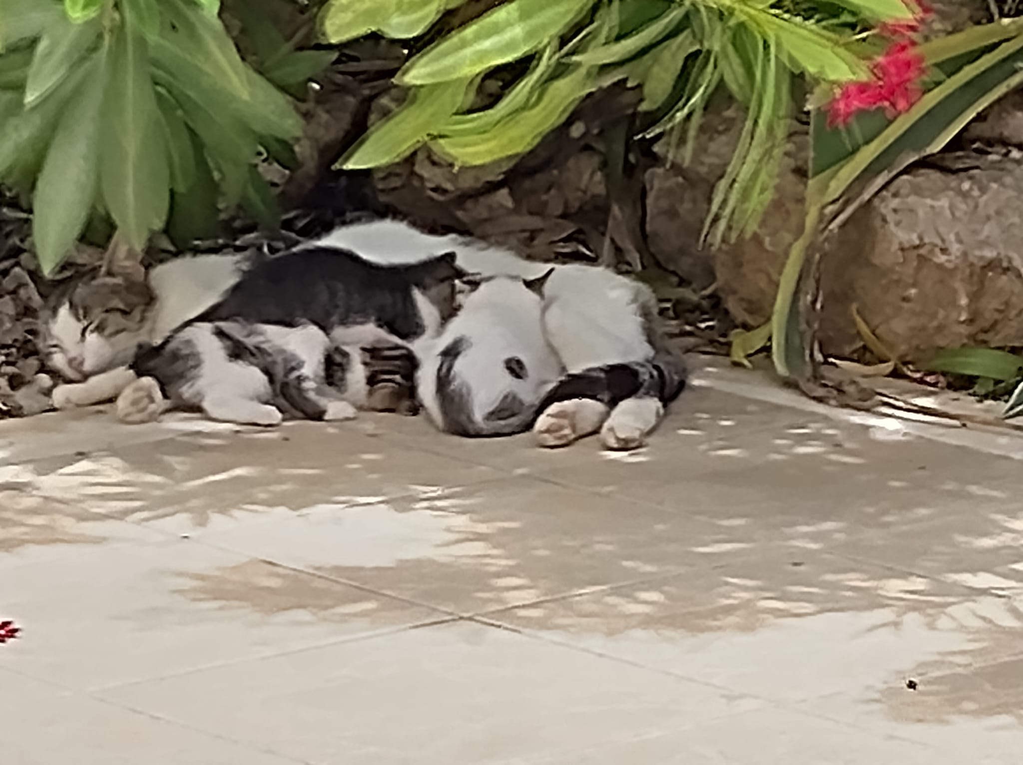 Youn kittens at villa Odydsseus Rhodes