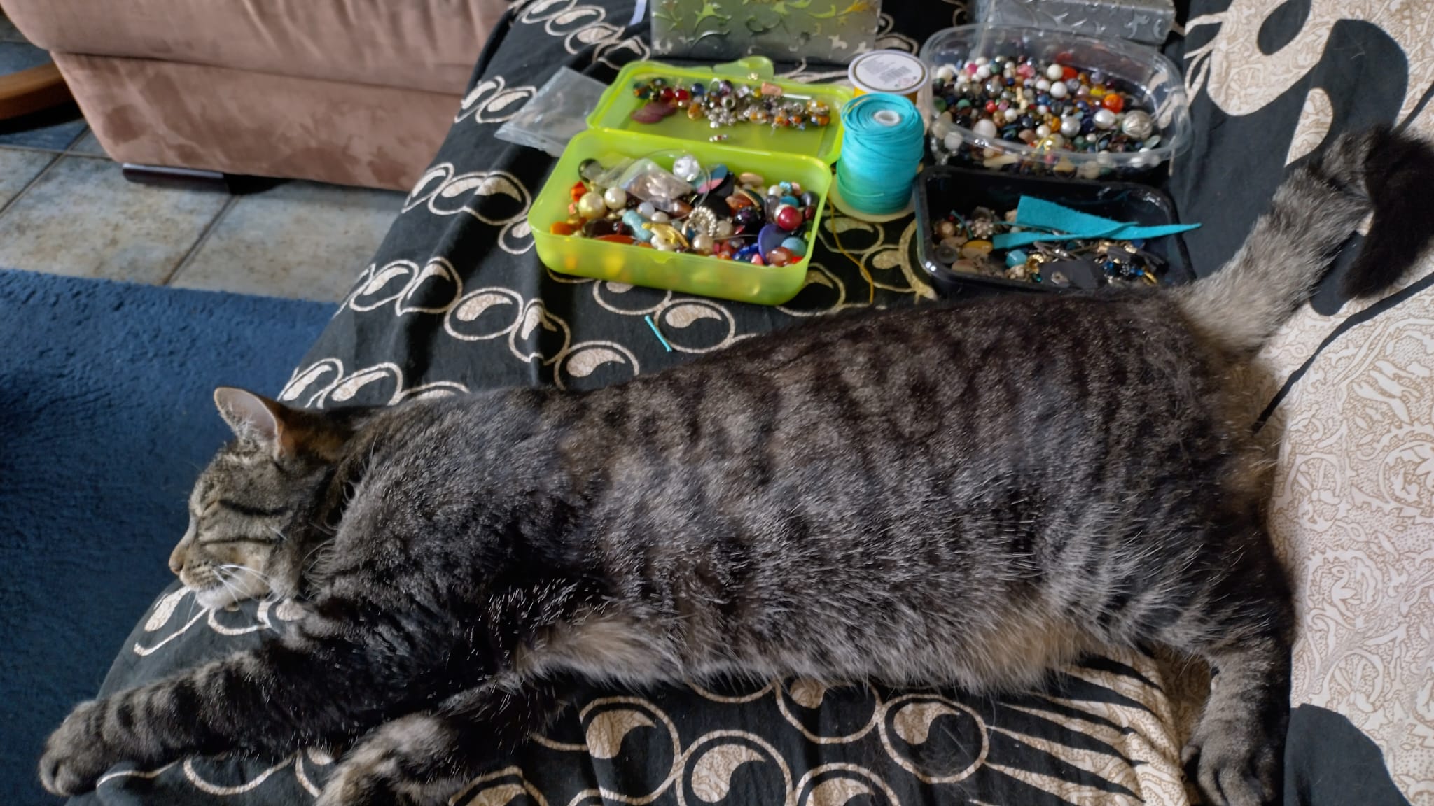 Creative cat at thee artclass villa Odysseus Rhodes